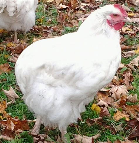 manx rumpy chicken.